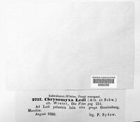 Chrysomyxa ledi image